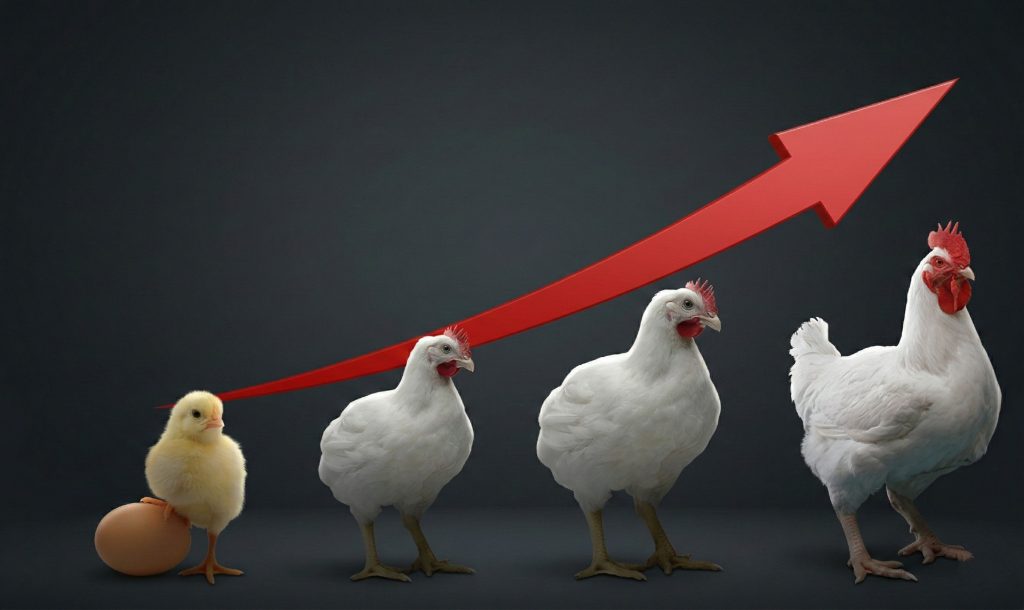 Analisis pertumbuhan sektor emiten unggas Indonesia pasca kesepakatan dagang bilateral RI dan Amerika Serikat.