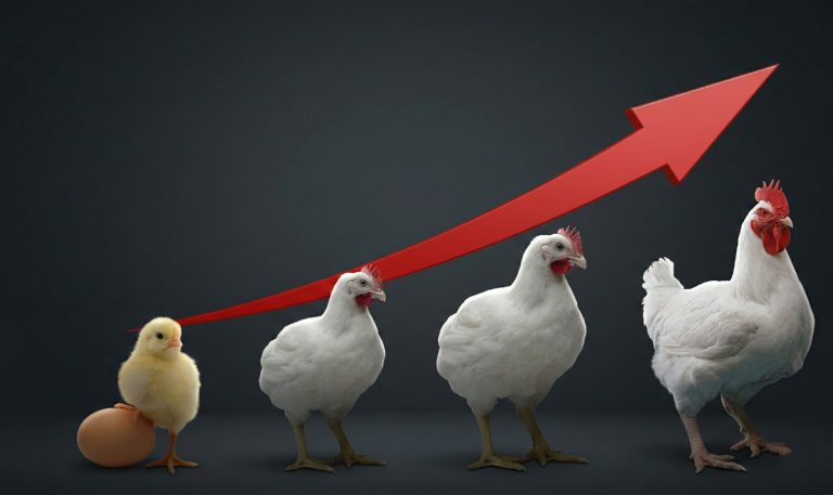 Analisis pertumbuhan sektor emiten unggas Indonesia pasca kesepakatan dagang bilateral RI dan Amerika Serikat.