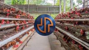 aktivitas peternakan ayam dan distribusi untuk program makan bergizi gratis MBG