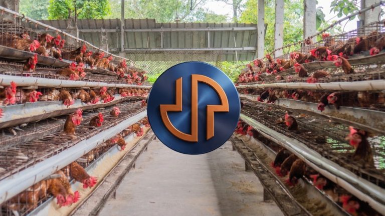 aktivitas peternakan ayam dan distribusi untuk program makan bergizi gratis MBG