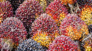 Laba TAPG naik 19 persen menjadi Rp3,84 triliun pada 2025 didorong harga CPO