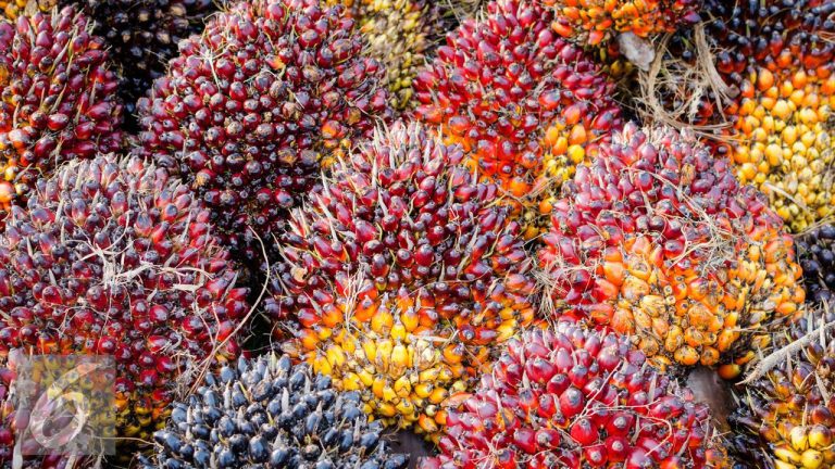 Laba TAPG naik 19 persen menjadi Rp3,84 triliun pada 2025 didorong harga CPO